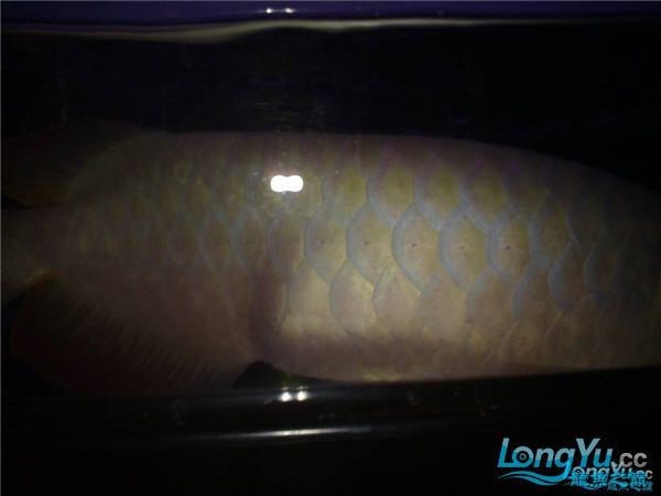 如何判斷龍魚(yú)是否患有腹水？【**龍魚(yú)腹水病的判斷和治療方法】