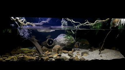 龍魚鰓蓋再生期間需要換水嗎？【龍魚鰓蓋再生期間如何換水】