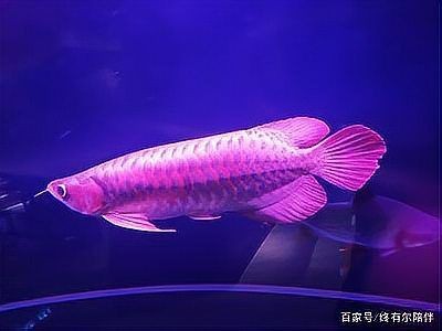 高錳酸鉀多大量能毒死魚【高錳酸鉀對魚的傷害有多大】 龍魚論壇 第10張 高錳酸鉀多大量能毒死魚【高錳酸鉀對魚的傷害有多大】 高錳酸鉀多大量能毒死魚【高錳酸鉀對魚的傷害有多大】 龍魚論壇 第10張