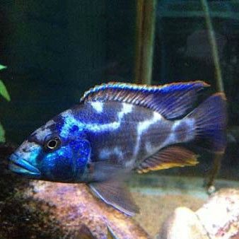 迷彩胡子魚能長多大【迷彩胡子魚的飼養方法】 迷彩胡子魚能長多大【迷彩胡子魚的飼養方法】 龍魚百科 第4張
