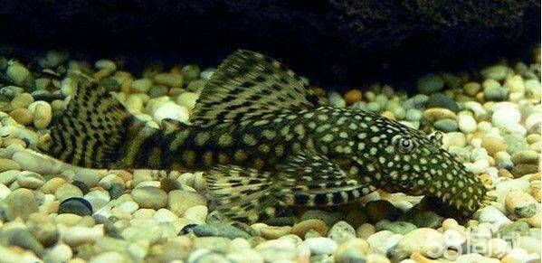 迷彩胡子魚能長多大【迷彩胡子魚的飼養方法】 迷彩胡子魚能長多大【迷彩胡子魚的飼養方法】 龍魚百科 第2張