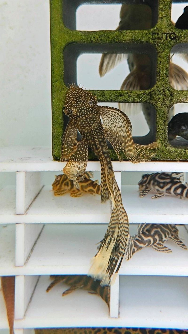 迷彩胡子魚能長多大【迷彩胡子魚的飼養方法】 迷彩胡子魚能長多大【迷彩胡子魚的飼養方法】 龍魚百科 第3張