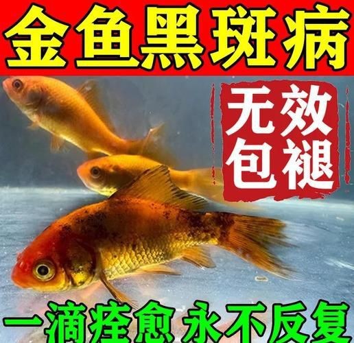 金龍魚常見病圖片【金龍魚水泡病如何防治】