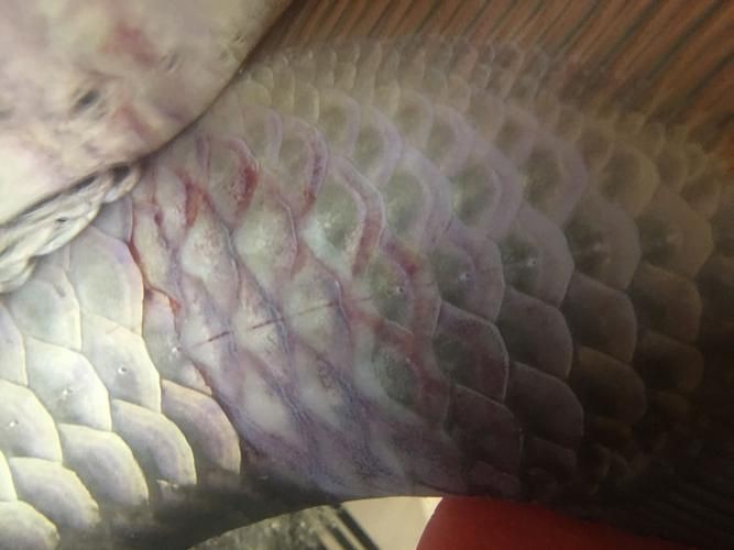 金龍魚常見病圖片【金龍魚水泡病如何防治】