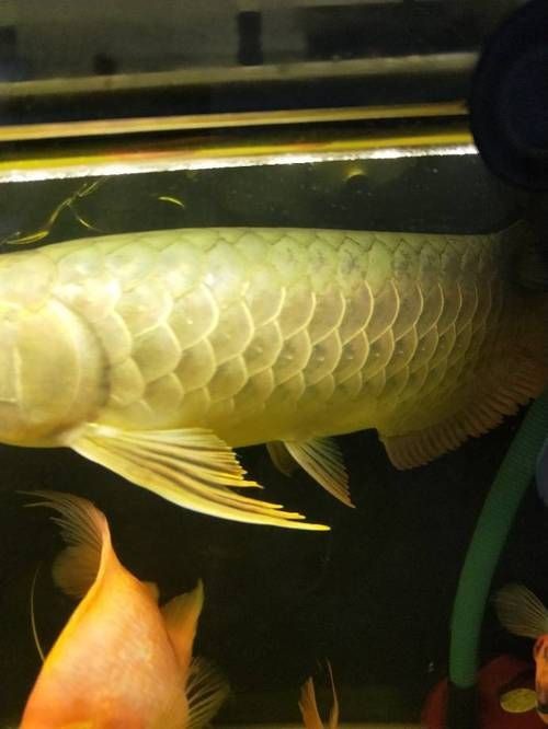 金龍魚常見病圖片【金龍魚水泡病如何防治】