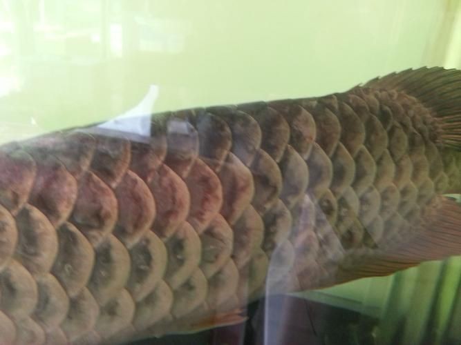 金龍魚常見病圖片【金龍魚水泡病如何防治】