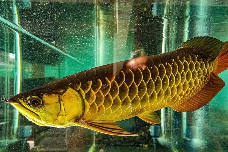 金龍魚常見病圖片【金龍魚水泡病如何防治】