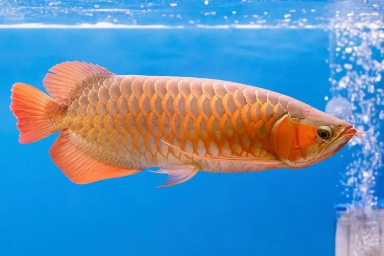 金龍魚常見病圖片【金龍魚水泡病如何防治】
