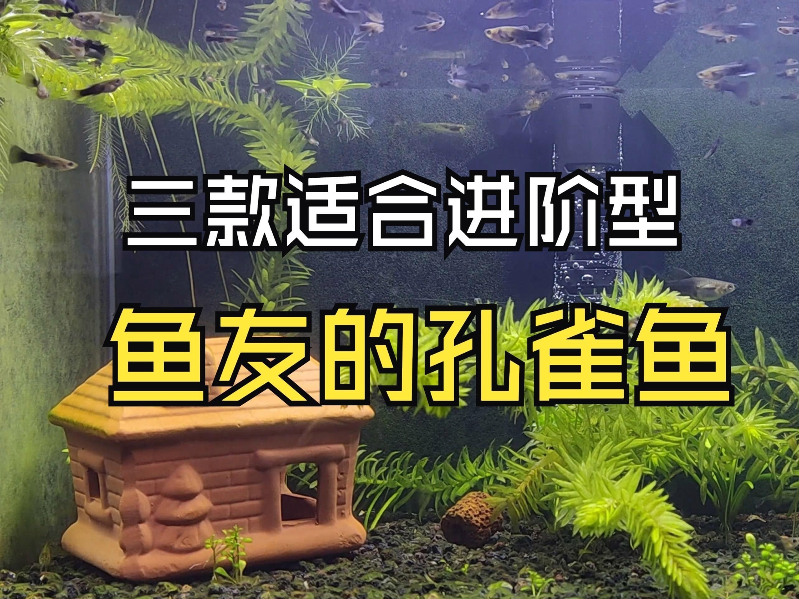 孔雀魚最好三個(gè)品種【嗶哩嗶哩新手必選!三種高性價(jià)比孔雀魚推薦幸運(yùn)鵝】