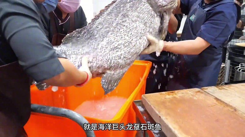 龍躉魚讀bo還是bai【“龍躉魚”的“躉”讀音是什么？】