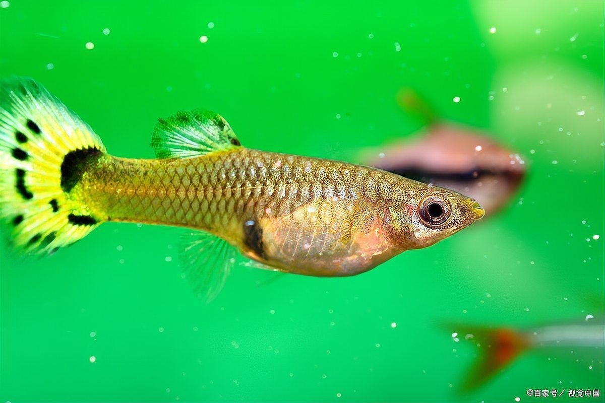 魚炸鱗肚子大怎么辦【魚炸鱗肚子大怎么辦只需這樣做讓你的魚恢復(fù)健康】