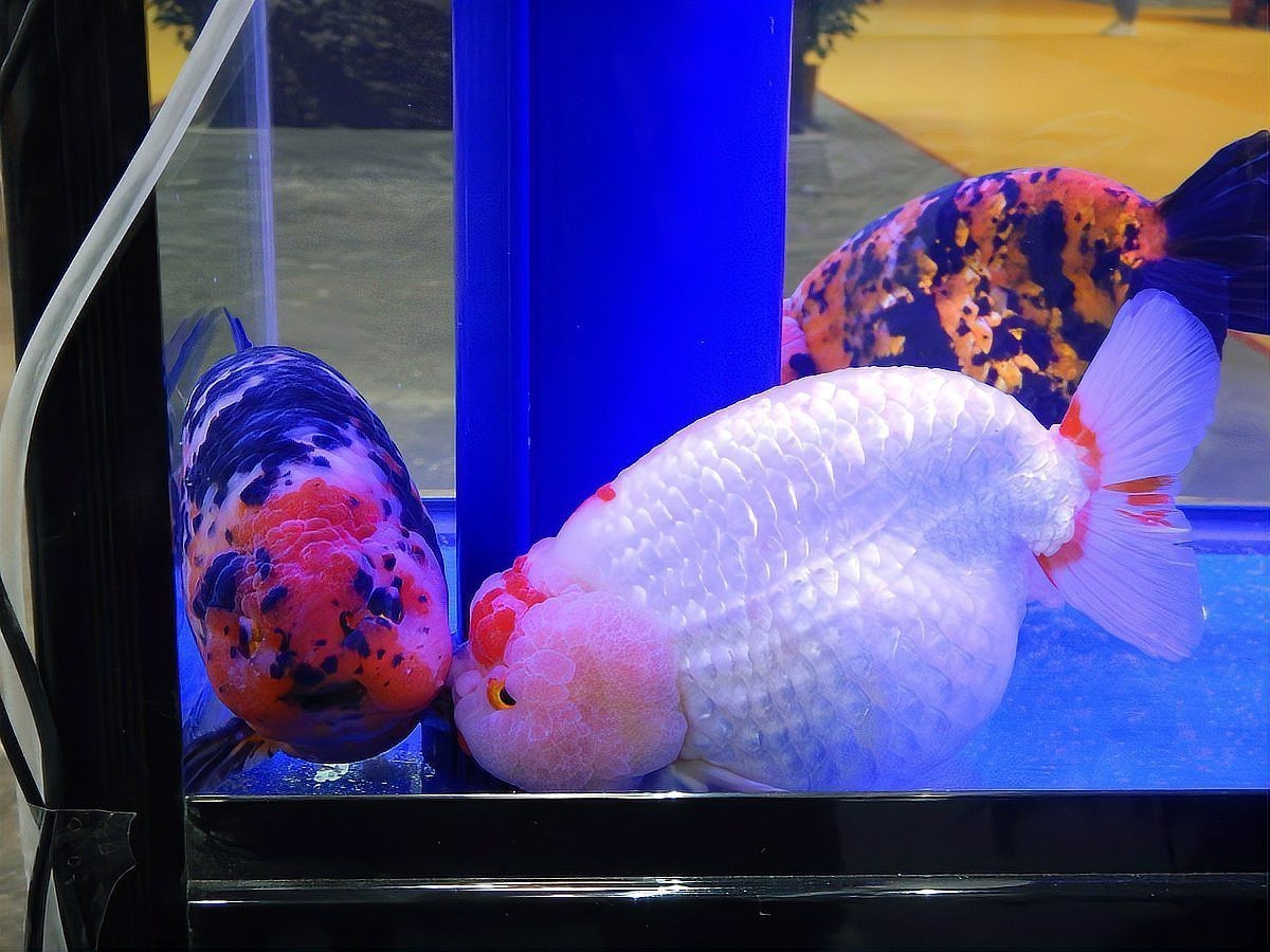 魚身上起白霜是怎么了【觀賞魚身上長白霜,是生病了嗎】