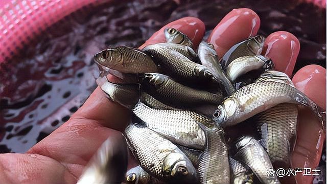 得了水霉病需要清缸嗎【養魚人的治療水霉病秘籍大揭秘!】 得了水霉病需要清缸嗎【養魚人的治療水霉病秘籍大揭秘!】 龍魚論壇 第7張