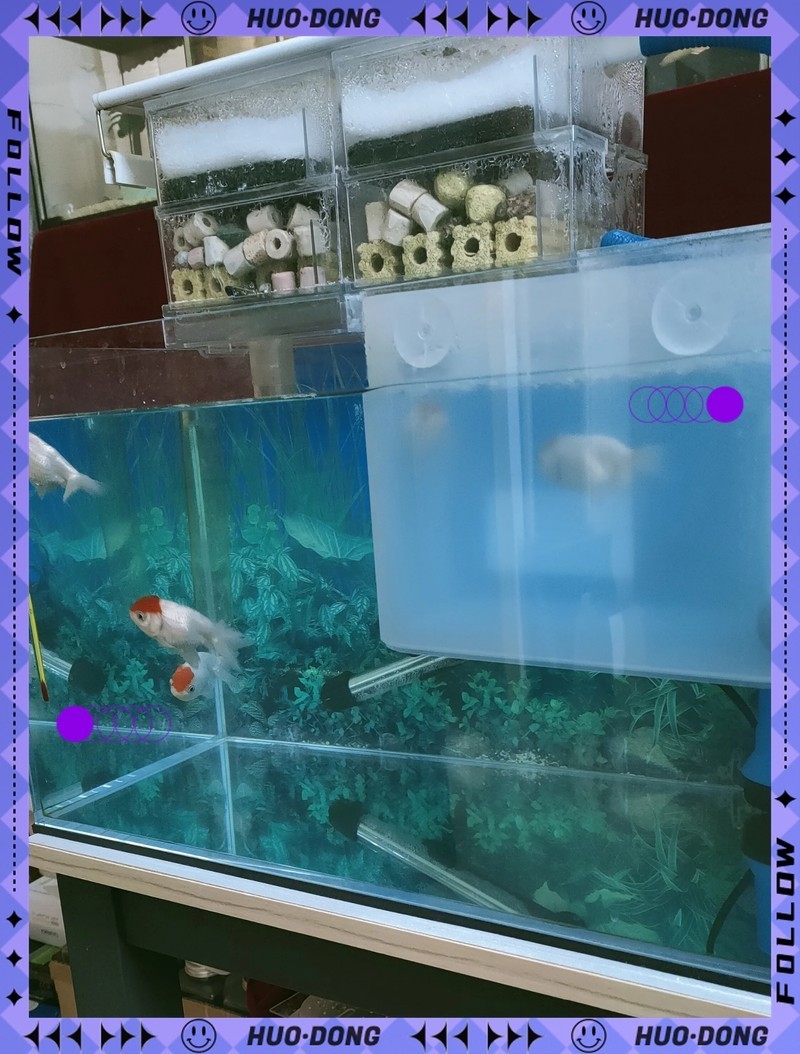 得了水霉病需要清缸嗎【養魚人的治療水霉病秘籍大揭秘!】 得了水霉病需要清缸嗎【養魚人的治療水霉病秘籍大揭秘!】 龍魚論壇 第8張