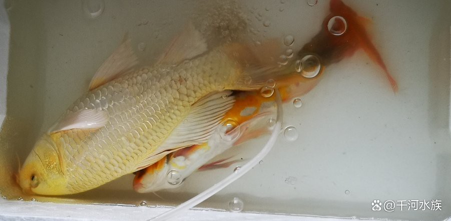 得了水霉病需要清缸嗎【養魚人的治療水霉病秘籍大揭秘!】 得了水霉病需要清缸嗎【養魚人的治療水霉病秘籍大揭秘!】 龍魚論壇 第9張