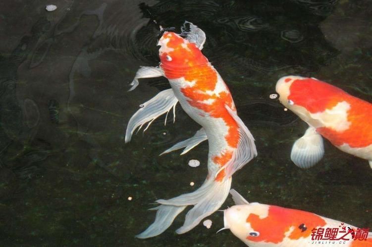 七彩雷龍魚多久喂一次合適，七彩雷龍魚weekly喂食計(jì)劃表，招財(cái)龍魚價(jià)格是多少