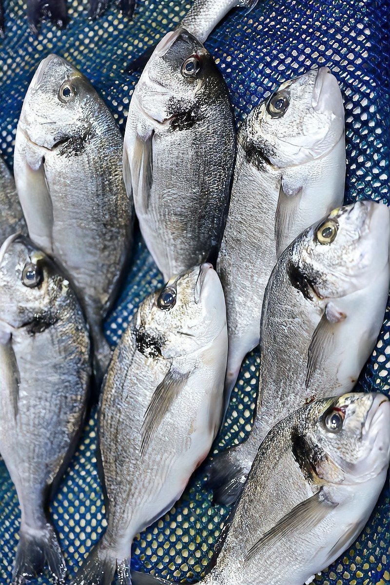 十大最補腦的魚【\
