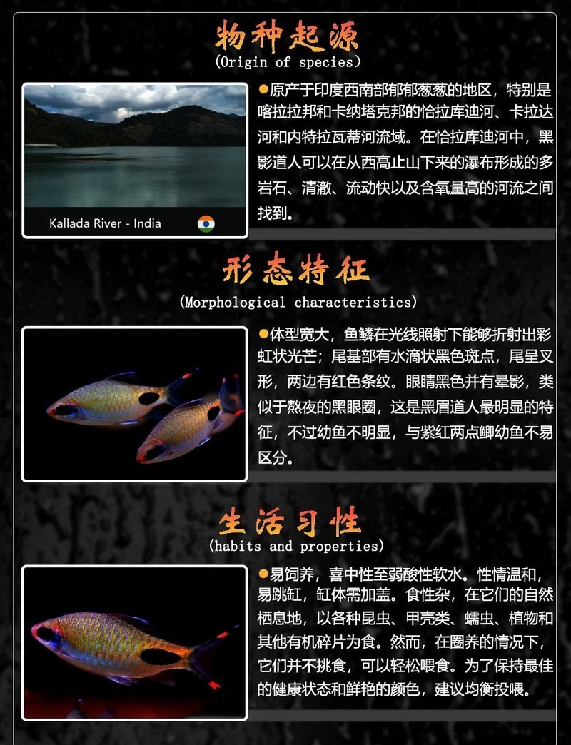 淡水黑影道人魚【人水黑影道人魚】