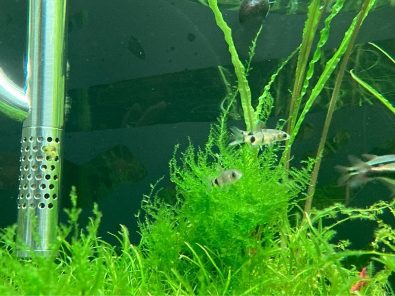 六角恐龍魚離開水活多久會死嗎，六角恐龍魚可以放生嗎，六角恐龍魚可以放生六角恐龍魚會死嗎，六角恐龍魚可以放生嗎