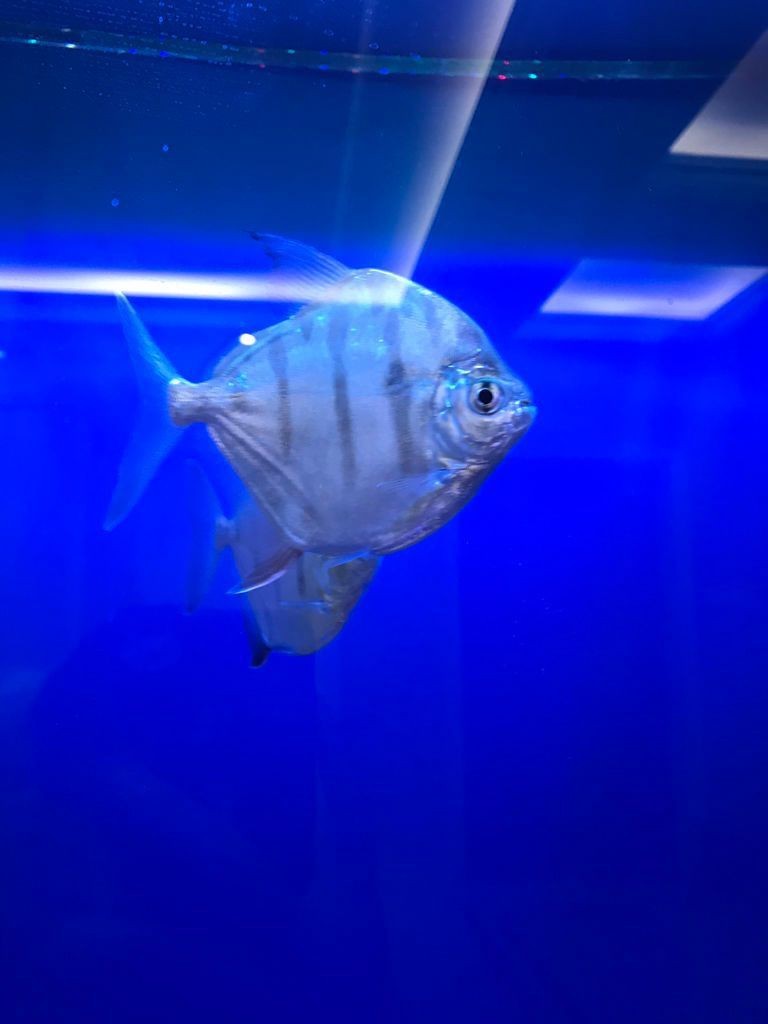 虎紋銀板魚能長多大【如何科學飼養虎紋銀板魚】