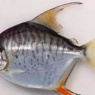 虎紋銀板魚能長多大【如何科學飼養虎紋銀板魚】