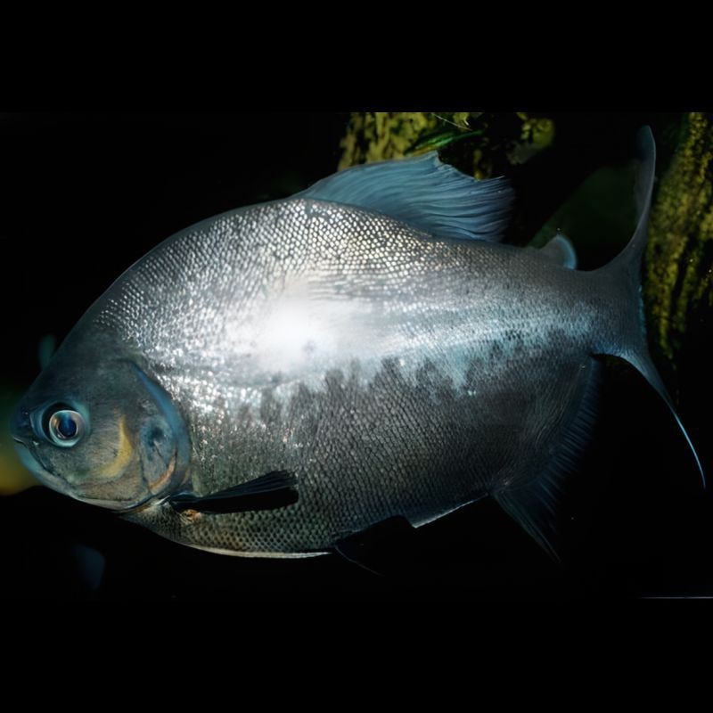 虎紋銀板魚能長多大【如何科學飼養虎紋銀板魚】
