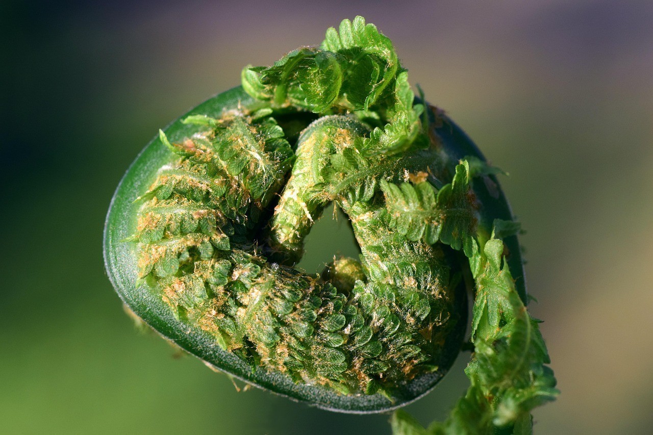 澳洲星點龍魚能長多大【澳洲星點龍魚最大能長到多少厘米，】