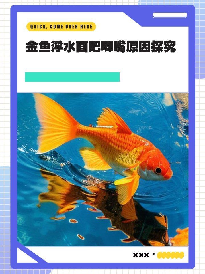 金魚在水面吧唧嘴特別響【金魚在水面上張嘴是什么原因】