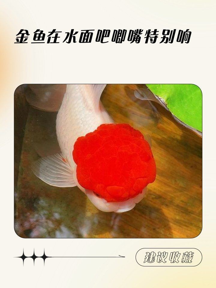 金魚在水面吧唧嘴特別響【金魚在水面上張嘴是什么原因】