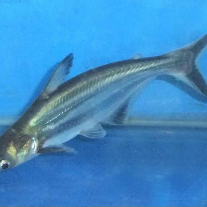 觀賞淡水鯊魚有幾種【家庭水族箱的選擇】 觀賞淡水鯊魚有幾種【家庭水族箱的選擇】 龍魚論壇 第7張