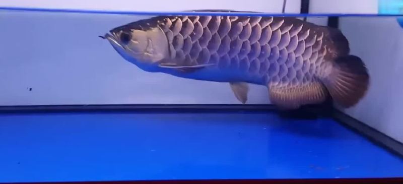 過(guò)背金龍魚多久能長(zhǎng)到成年？【過(guò)背金龍魚一年能長(zhǎng)多大？】