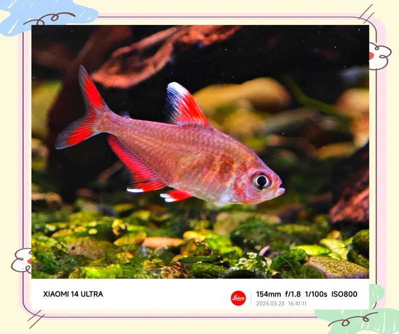 有哪些手機適合拍攝雷龍魚？【哪些手機適合拍攝雷龍魚？】