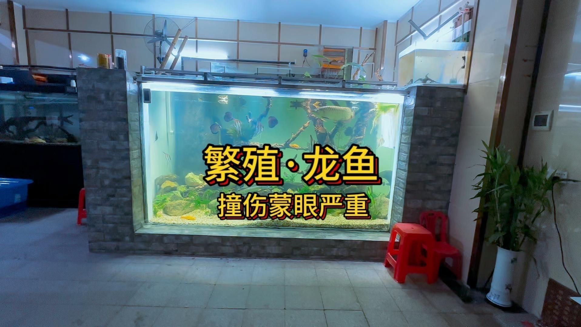 如何判斷龍魚(yú)蒙眼是否好轉(zhuǎn)？【-亮哥養(yǎng)魚(yú)頻道龍魚(yú)蒙眼治療全過(guò)程】