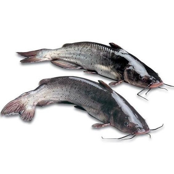 鮰魚是清江魚嗎 鮰魚是清江魚嗎 龍魚論壇 第3張