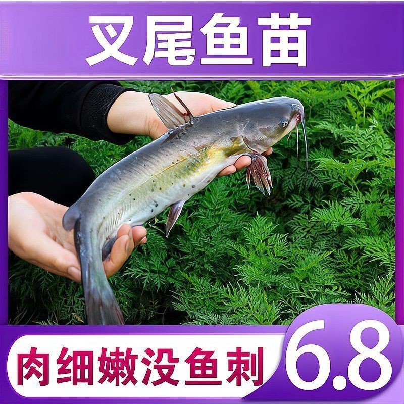 鮰魚是清江魚嗎 鮰魚是清江魚嗎 龍魚論壇 第12張