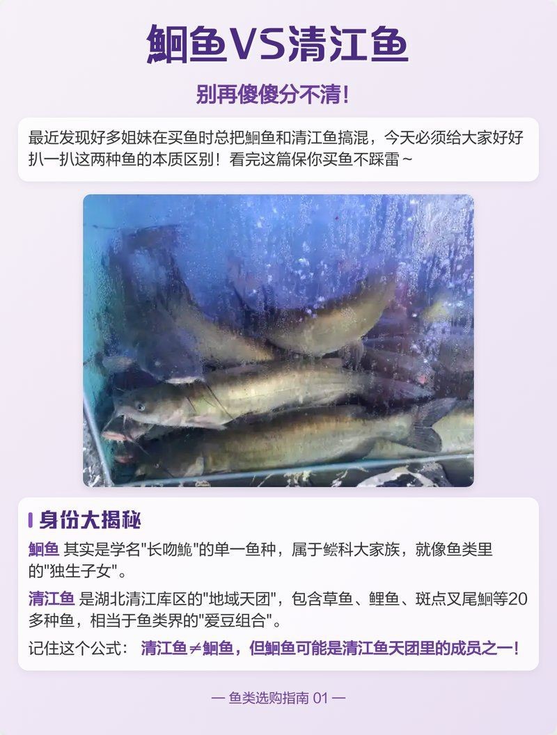 鮰魚是清江魚嗎 鮰魚是清江魚嗎 龍魚論壇 第8張