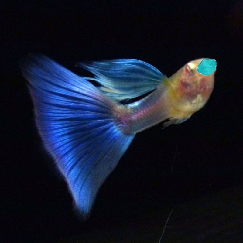 孔雀魚返祖是什么意思【孔雀魚返祖是什么？】