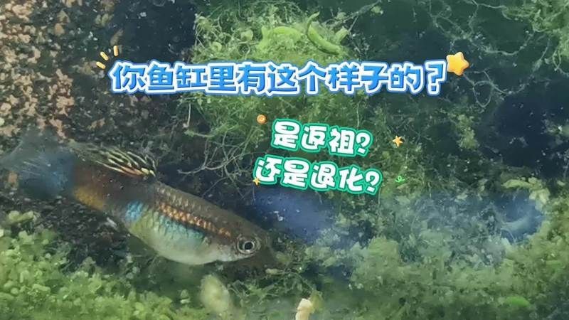 孔雀魚返祖是什么意思【孔雀魚返祖是什么？】