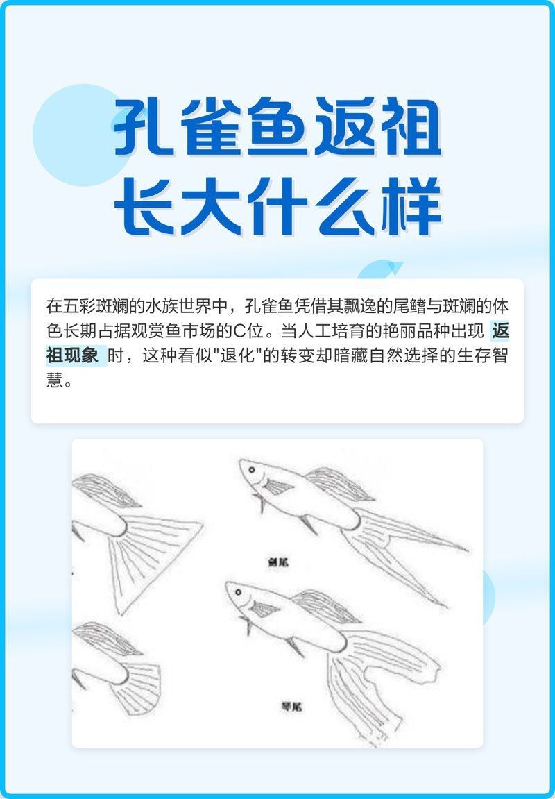 孔雀魚返祖是什么意思【孔雀魚返祖是什么？】