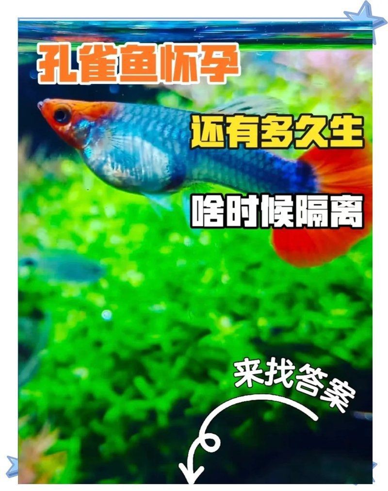 孔雀魚生完一周后又生了【孔雀魚一胎分幾次生完】 孔雀魚生完一周后又生了【孔雀魚一胎分幾次生完】 龍魚百科 第2張
