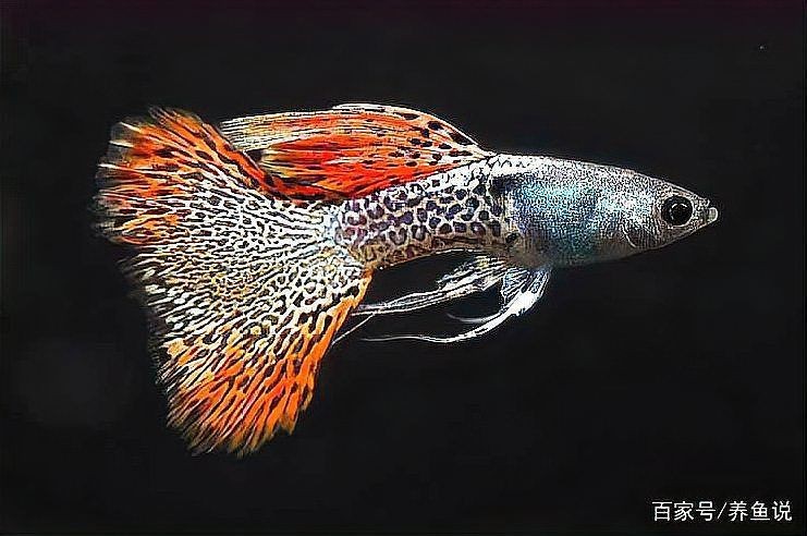 孔雀魚生完一周后又生了【孔雀魚一胎分幾次生完】 孔雀魚生完一周后又生了【孔雀魚一胎分幾次生完】 龍魚百科 第1張