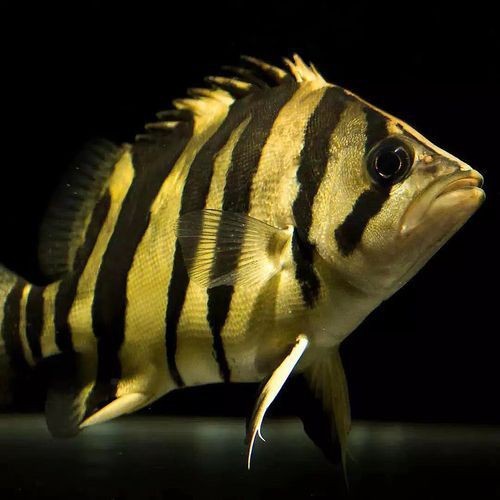 虎魚6紋位置圖【虎魚6紋位置圖主要展示了虎魚身上獨特的六道紋路】 虎魚6紋位置圖【虎魚6紋位置圖主要展示了虎魚身上獨特的六道紋路】 龍魚論壇 第5張