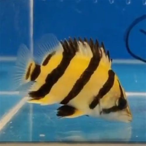 虎魚6紋位置圖【虎魚6紋位置圖主要展示了虎魚身上獨特的六道紋路】 虎魚6紋位置圖【虎魚6紋位置圖主要展示了虎魚身上獨特的六道紋路】 龍魚論壇 第12張
