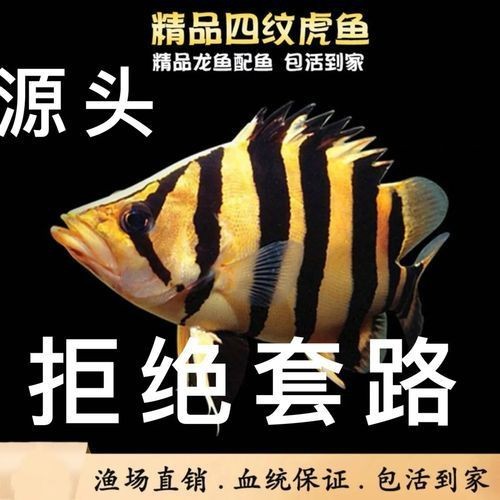 虎魚6紋位置圖【虎魚6紋位置圖主要展示了虎魚身上獨特的六道紋路】 虎魚6紋位置圖【虎魚6紋位置圖主要展示了虎魚身上獨特的六道紋路】 龍魚論壇 第14張