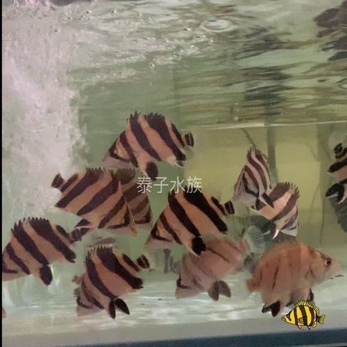 虎魚6紋位置圖【虎魚6紋位置圖主要展示了虎魚身上獨特的六道紋路】 虎魚6紋位置圖【虎魚6紋位置圖主要展示了虎魚身上獨特的六道紋路】 龍魚論壇 第19張