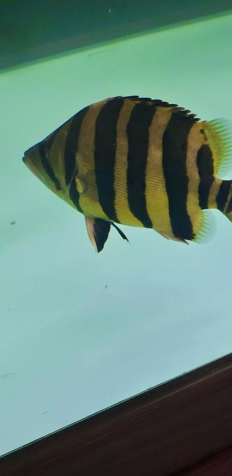 虎魚6紋位置圖【虎魚6紋位置圖主要展示了虎魚身上獨特的六道紋路】 虎魚6紋位置圖【虎魚6紋位置圖主要展示了虎魚身上獨特的六道紋路】 龍魚論壇 第17張