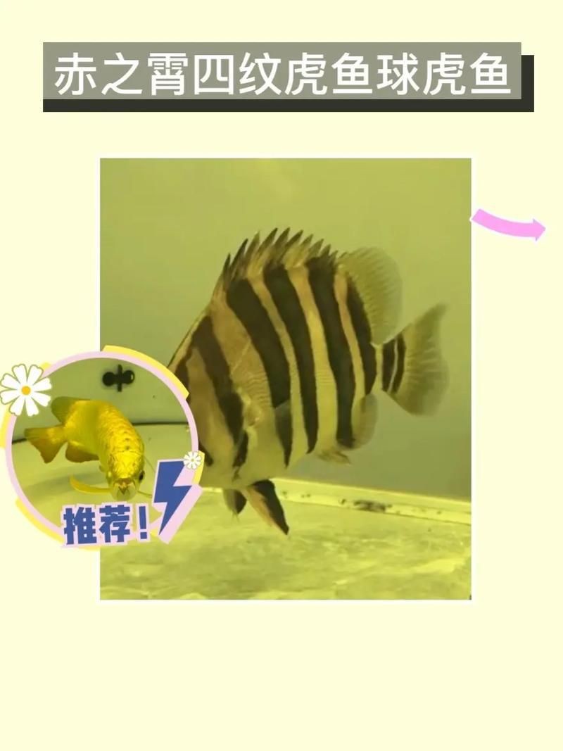 虎魚6紋位置圖【虎魚6紋位置圖主要展示了虎魚身上獨特的六道紋路】 虎魚6紋位置圖【虎魚6紋位置圖主要展示了虎魚身上獨特的六道紋路】 龍魚論壇 第16張