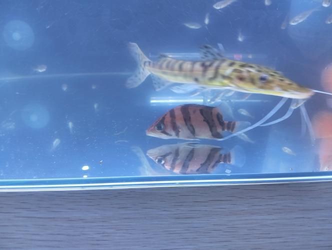 虎魚6紋位置圖【虎魚6紋位置圖主要展示了虎魚身上獨特的六道紋路】 虎魚6紋位置圖【虎魚6紋位置圖主要展示了虎魚身上獨特的六道紋路】 龍魚論壇 第18張