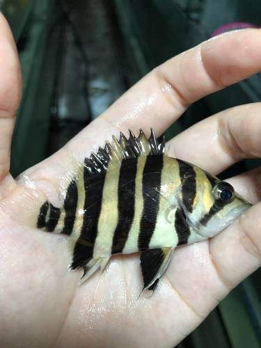 虎魚6紋位置圖【虎魚6紋位置圖主要展示了虎魚身上獨特的六道紋路】 虎魚6紋位置圖【虎魚6紋位置圖主要展示了虎魚身上獨特的六道紋路】 龍魚論壇 第25張