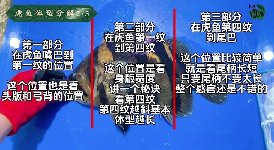 虎魚6紋位置圖【虎魚6紋位置圖主要展示了虎魚身上獨特的六道紋路】 虎魚6紋位置圖【虎魚6紋位置圖主要展示了虎魚身上獨特的六道紋路】 龍魚論壇 第24張